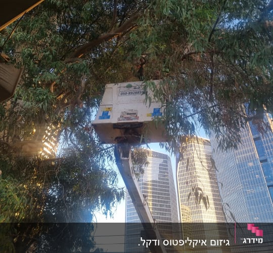 עבודה בגיזום עצים עם מנוף ליד בניינים גבוהים